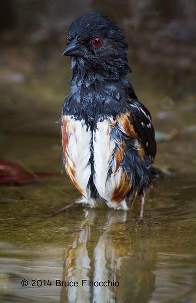 Male Spotted Towhee Alertly Stands Tall While...