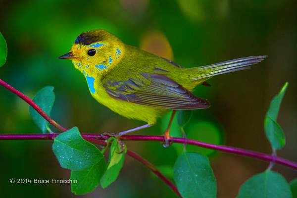 Wilson's Warbler On White Hawthrone Branch by...