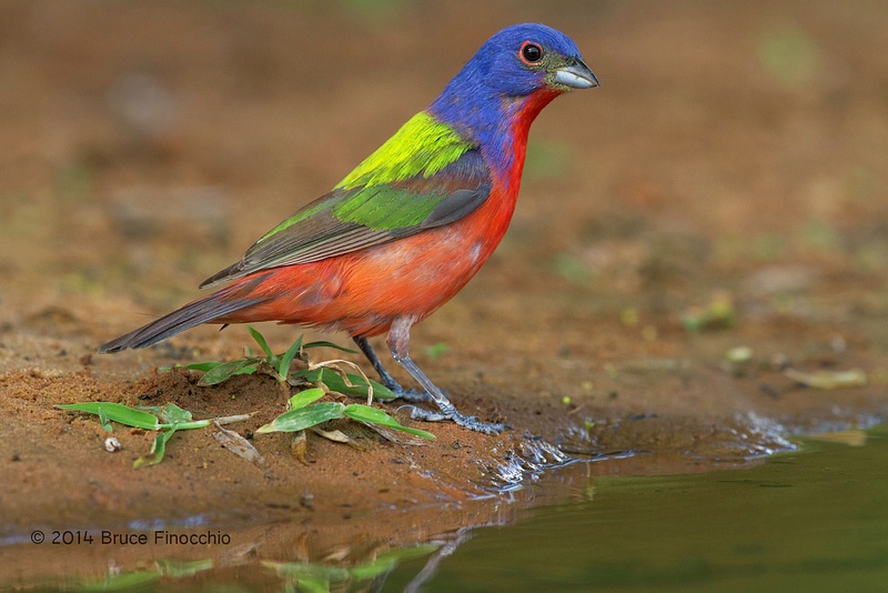 An Alert Male Painted Bunting Approaches Water