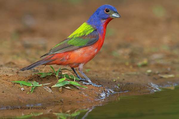 An Alert Male Painted Bunting Approaches Water by...