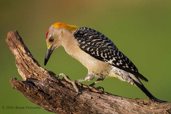 Male Golden-fronted Woodpecker Inspects Dead Old Branch...