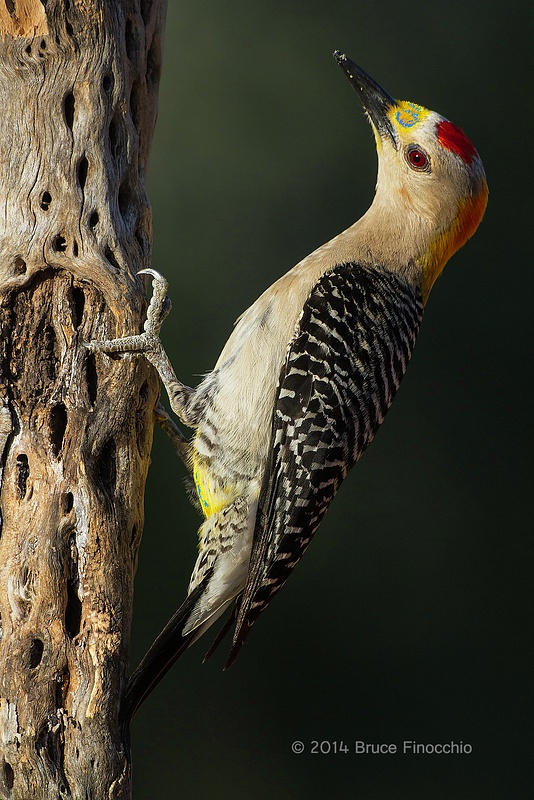 Male Golden-fronted Woodpecker Aglow In The Evening Light