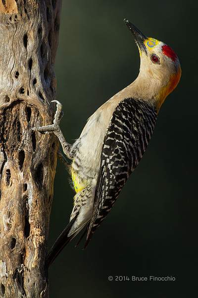 Male Golden-fronted Woodpecker Aglow In The Evening...