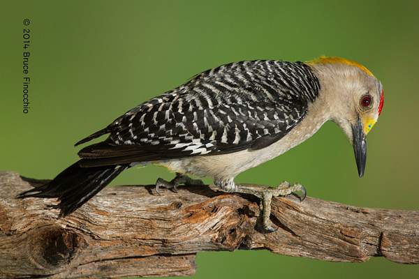 Male Golden-fronted Woodpecker Tightly Grips An Old...
