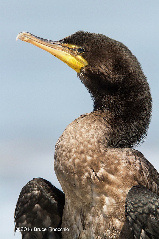 Double-crested Cormoramt Dries Out Feathers_
