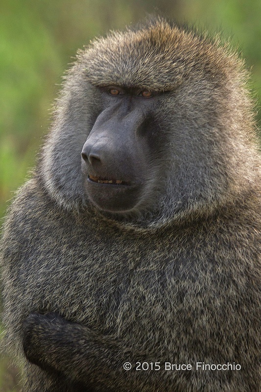 Male Baboon Looks Out At His Troop