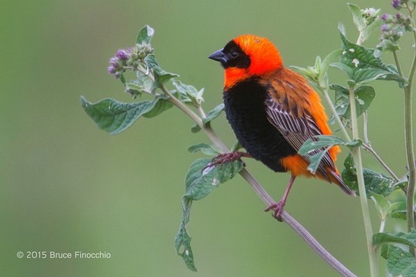 Male Southern Red Bishop Peeks Out of The Green Bushes