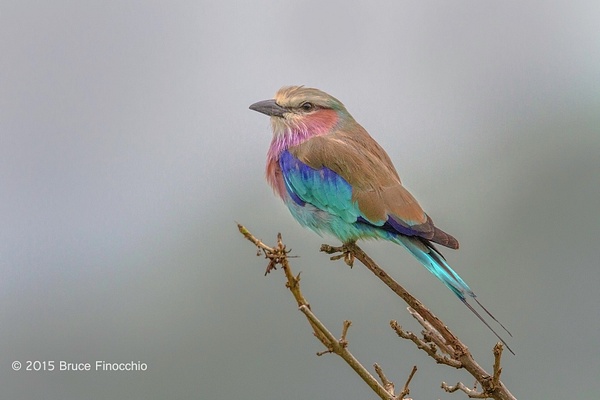Lilac-breasted Roller On Perch