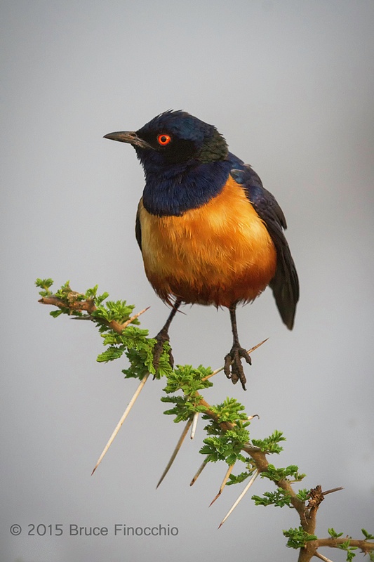 Hildebrandt's Starling Perched On Acacia Thorns
