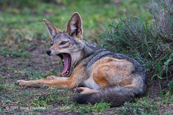 Early In The Morning A Black-backed Jackel Yawns by...