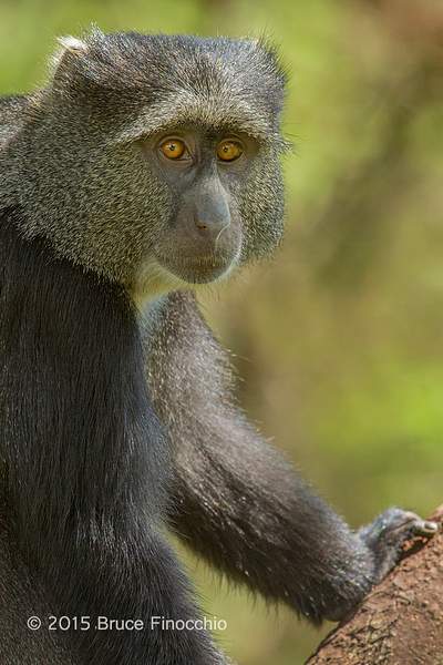 Intense Stare Of A Blue Monkey by BruceFinocchio