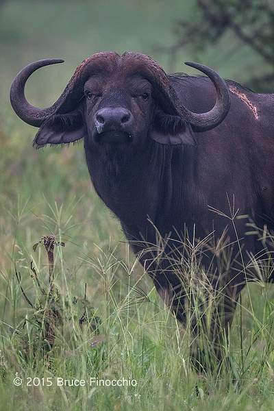 Cape Buffalo Stare Down by BruceFinocchio