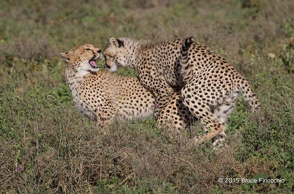 Juvenile Cheetahs Ruff House In The Plains Around Ndutu...
