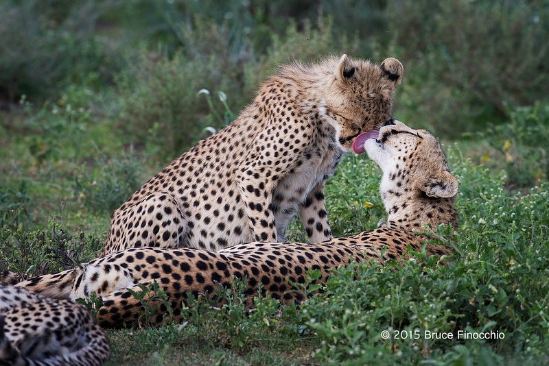 Mother Cheetah Licks The Face of One Of Her Cubs