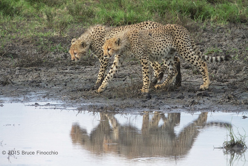 Two Young Cheetahs Peer Into A Pond