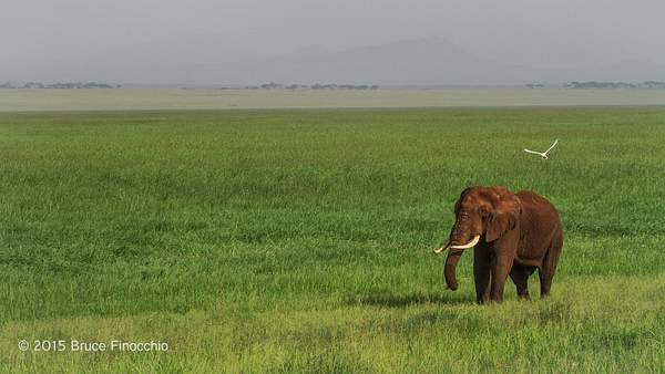 Bull  Elephant Feeds Along Edge Of Lormaku Swamp by...