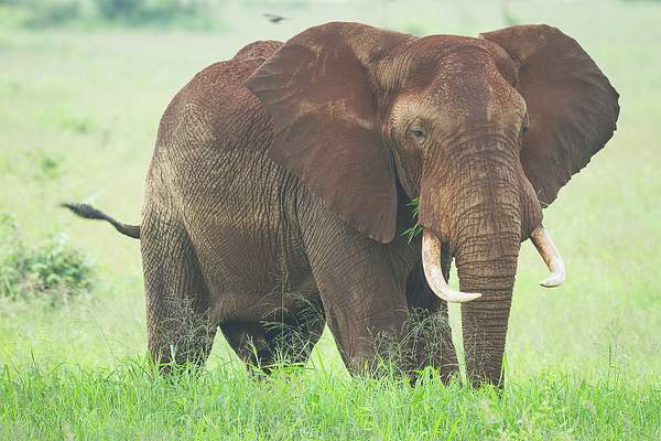 Bull Elephant Eats Fresh Green Grass by BruceFinocchio