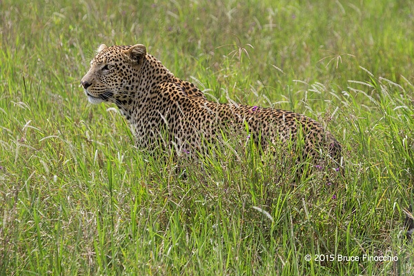 An Alert Leopard In The Long Green Grass