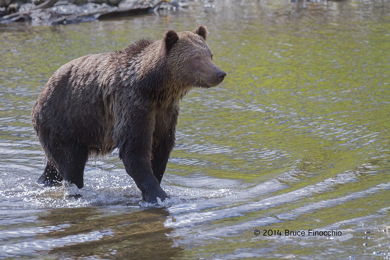 Female Grizzly Bear Walks A Shore