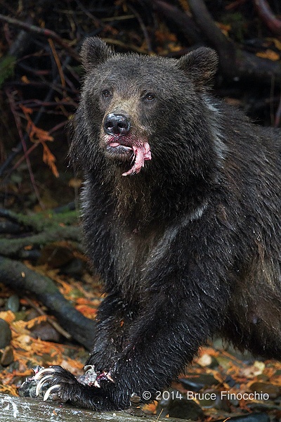 Female Grizzly Bear With Chuck Of Salmon In Her Mouth