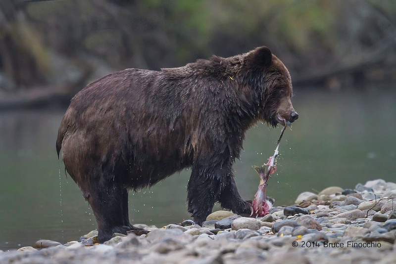 Grizzly Bear Strips Salmon Of Skin Along Stream