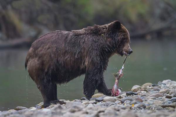 Grizzly Bear Strips Salmon Of Skin Along Stream by...