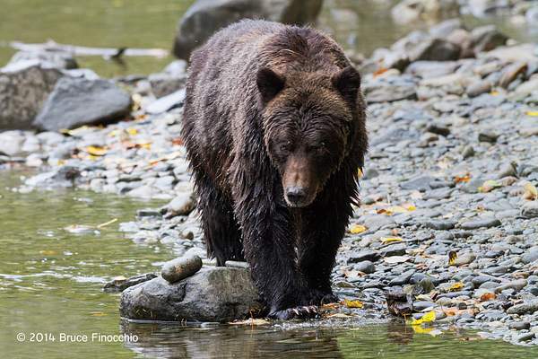 Wet Grizzly Bear Walks Along Stream Edge by...