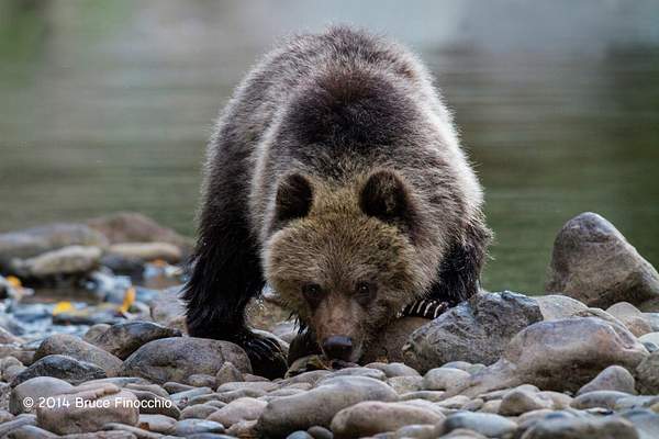 Young Grizzly Bear Cup Peers Over The River Stones by...
