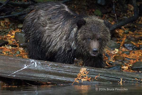 Young Grizzly Cub Along River Bank Peers Out For Fallen...