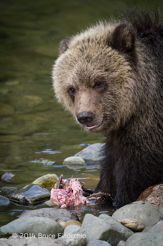 Young Grizzly Cub Looks Up After Feeding On Salmon Carcass