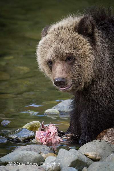 Young Grizzly Cub Looks Up After Feeding On Salmon...