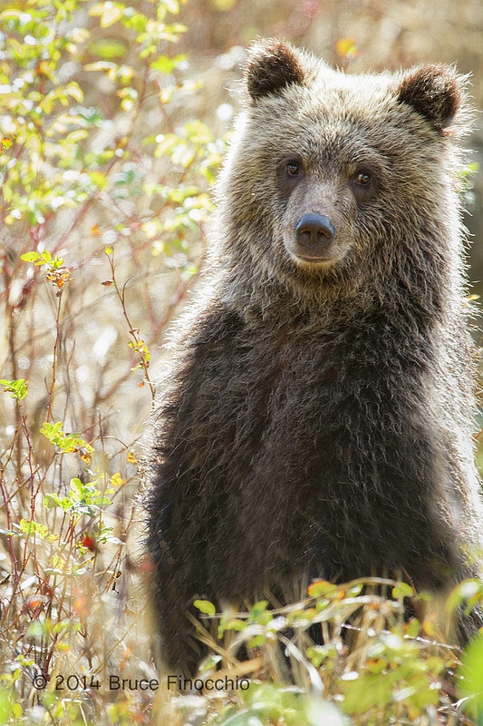 Young Grizzly Cub Stands Up In The Fall Foliage