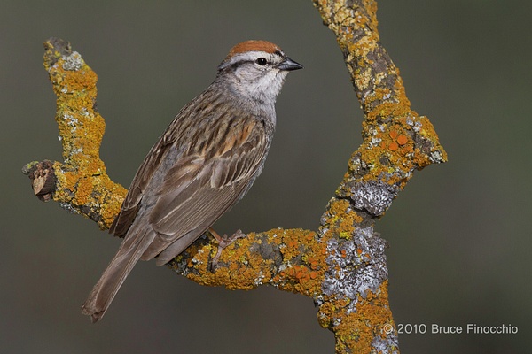 Chipping Sparrow Perched Between Two Orange Lichen Branches