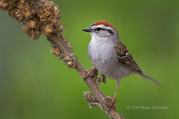 Chipping Sparrow Portrait by BruceFinocchio