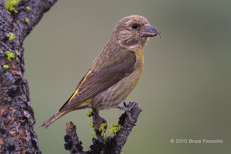 Female Red Crossbill Perched On A Lichen Pine Branch