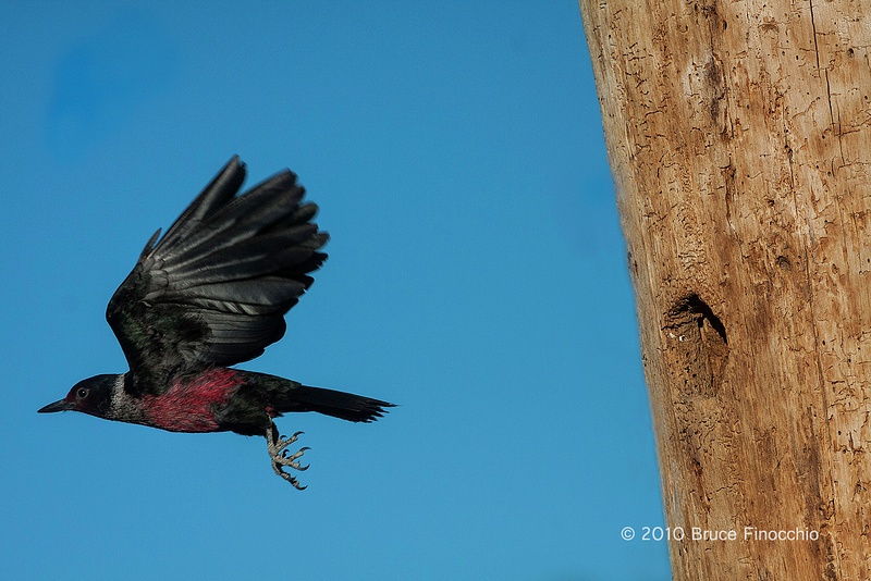 Lewis Woodpecker Flies Away From Nest Cavity