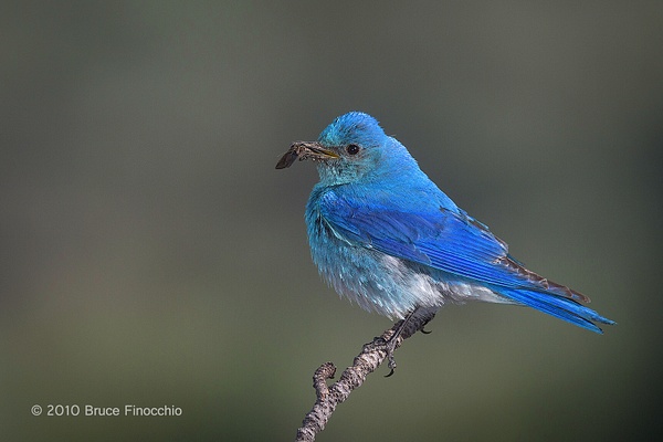 Male Mountain Bluebird With Prey