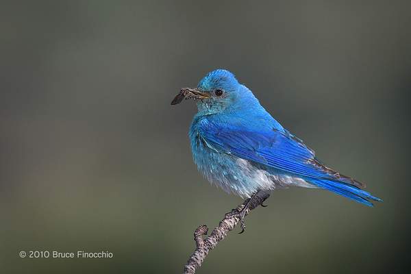 Male Mountain Bluebird With Prey by BruceFinocchio