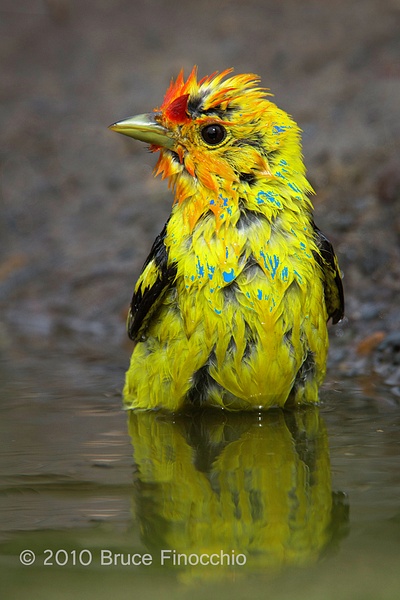 Male Western Tanager Wets Feathers During A Bath