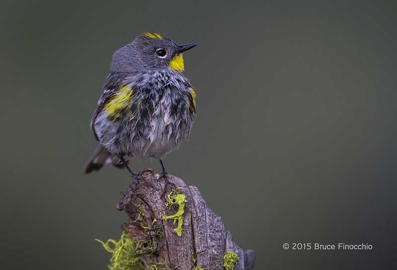 Male Yellow-rumped Warbler Looks Skyward
