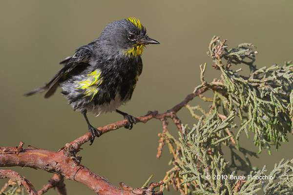 Wet Male Yellow-rumped Warbler Shakes While On A Juniper...