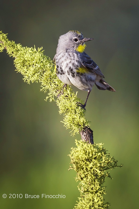While On A Lichen Perch A Male Yellow-rumped Warbler Looks Around