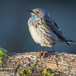 Birds of Southern Oregon