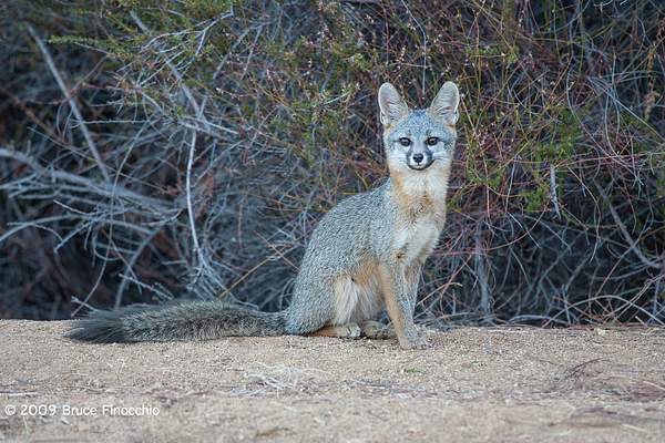 An Alert Young Gray Fox by BruceFinocchio