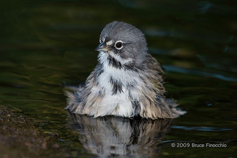 Sage Sparrow Bathing