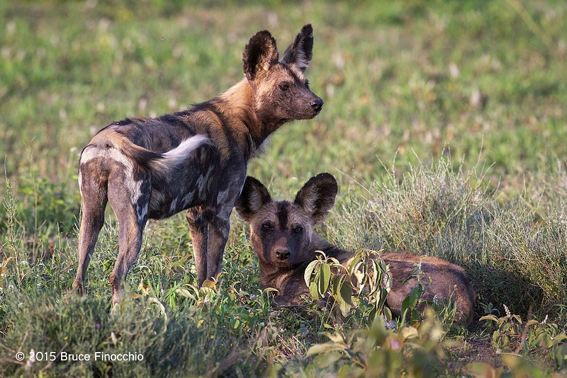 Young_Wild_Dogs_Members_Of_The_Ndutu_Pack_BF51198D7c
