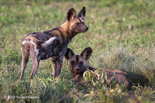 Young_Wild_Dogs_Members_Of_The_Ndutu_Pack_BF51198D7c by...