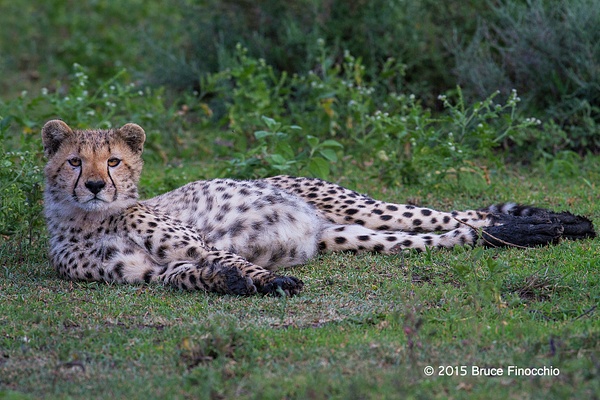 A Relax Young Cheetah With Muddy Feet