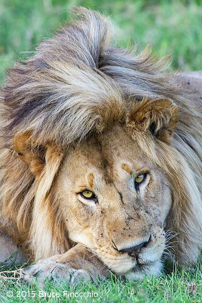 Male Lion Rest His Head On His Paw by BruceFinocchio