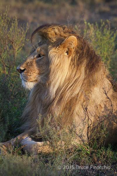 Royal Male Lion King of His Domain by BruceFinocchio